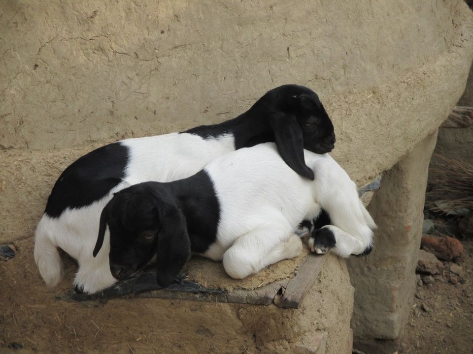 Goats resting